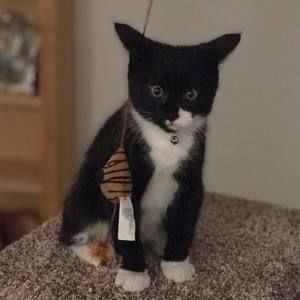 Meet your Posher, Dani